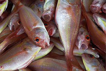 Houston Fish Wholesale