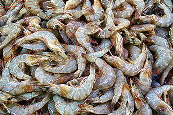 Shrimp Wholesale